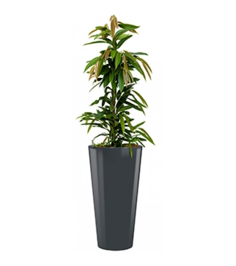 Standard All in 1 Hydrocultuur Ficus amstel rond antraciet