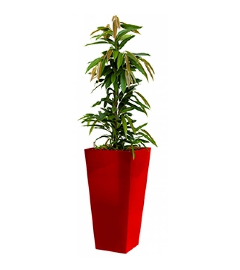 Standard All in 1 Hydrocultuur Ficus amstel vierkant rood