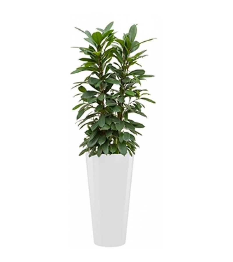 Standard All in 1 Hydrocultuur Ficus cyathistipula rond wit