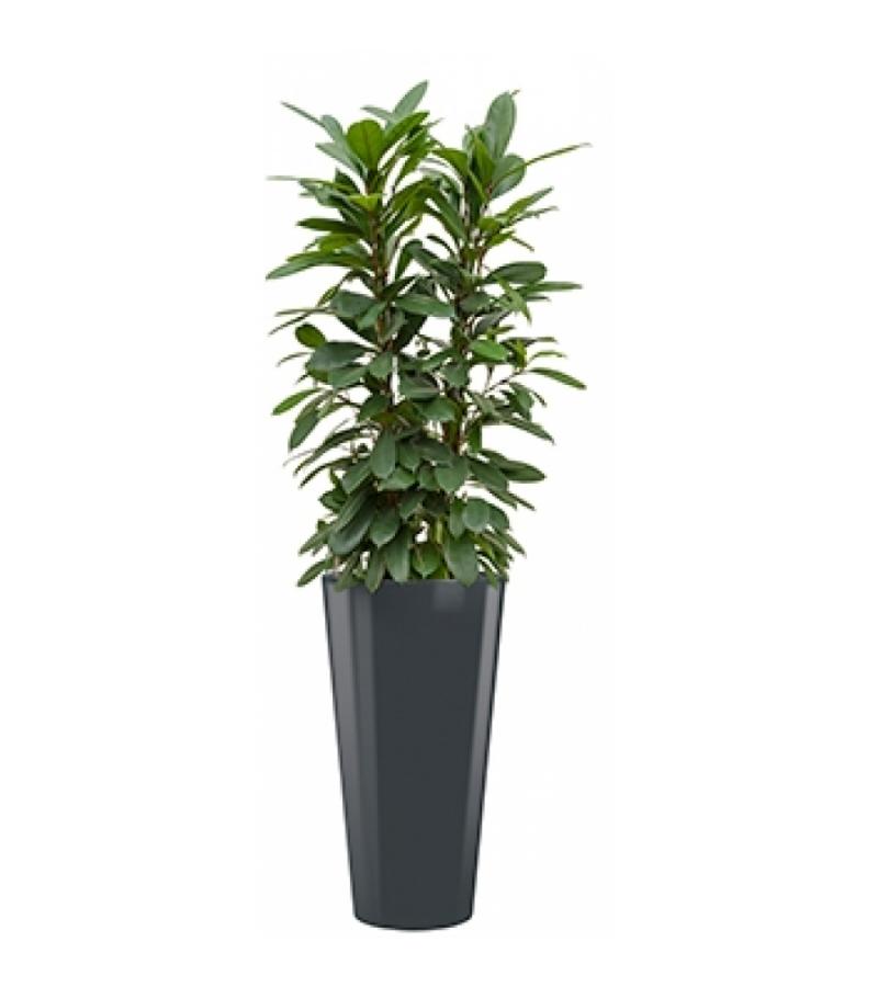 Standard All in 1 Hydrocultuur Ficus cyathistipula rond antraciet