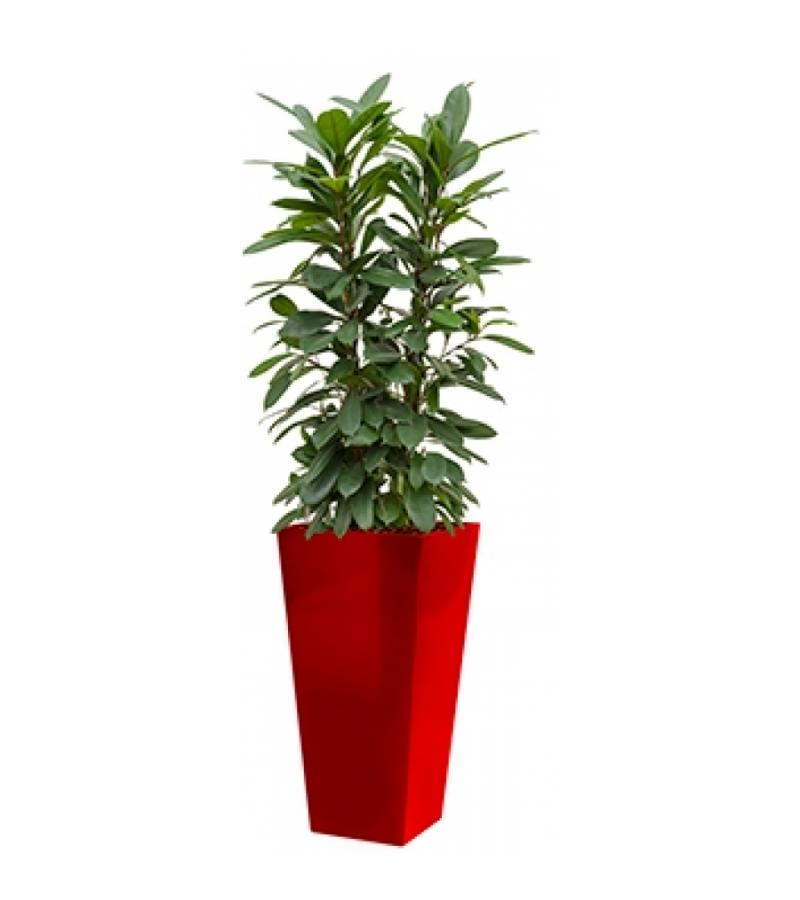 Standard All in 1 Hydrocultuur Ficus cyathistipula vierkant rood
