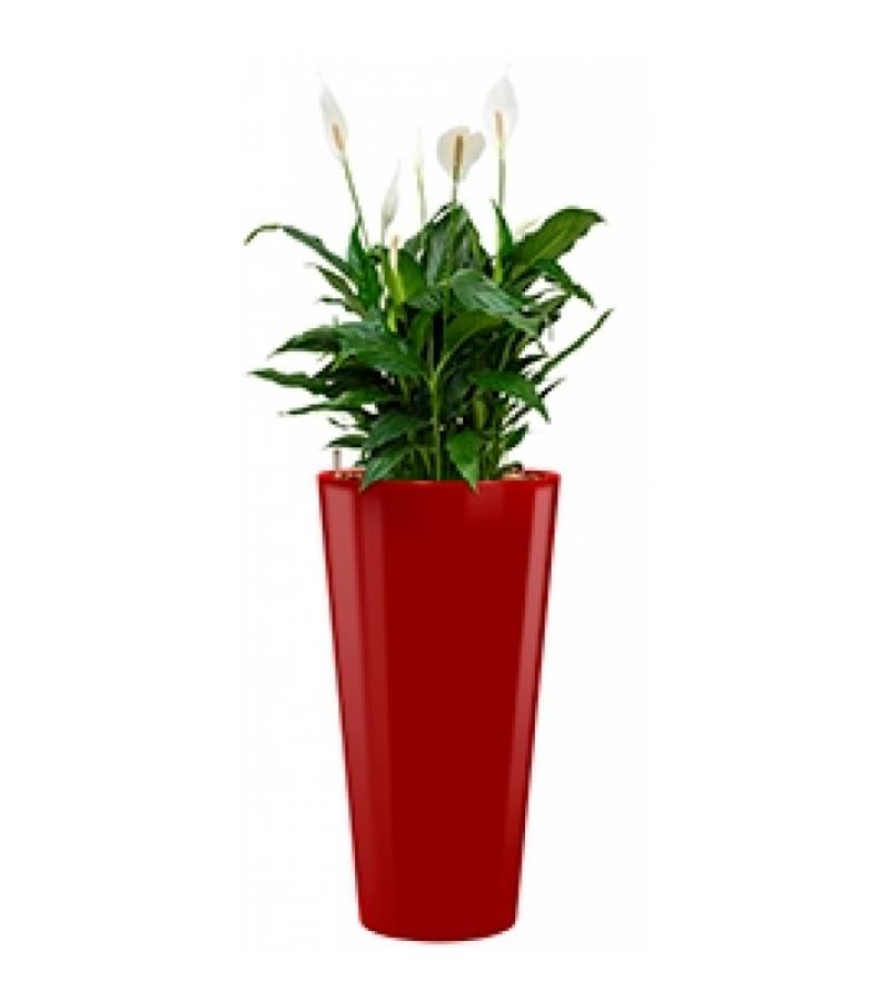 Standard All in 1 Hydrocultuur Spathiphyllum mont blanc rond rood