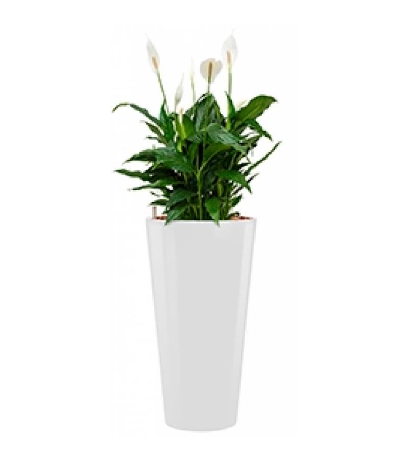 Standard All in 1 Hydrocultuur Spathiphyllum mont blanc rond wit