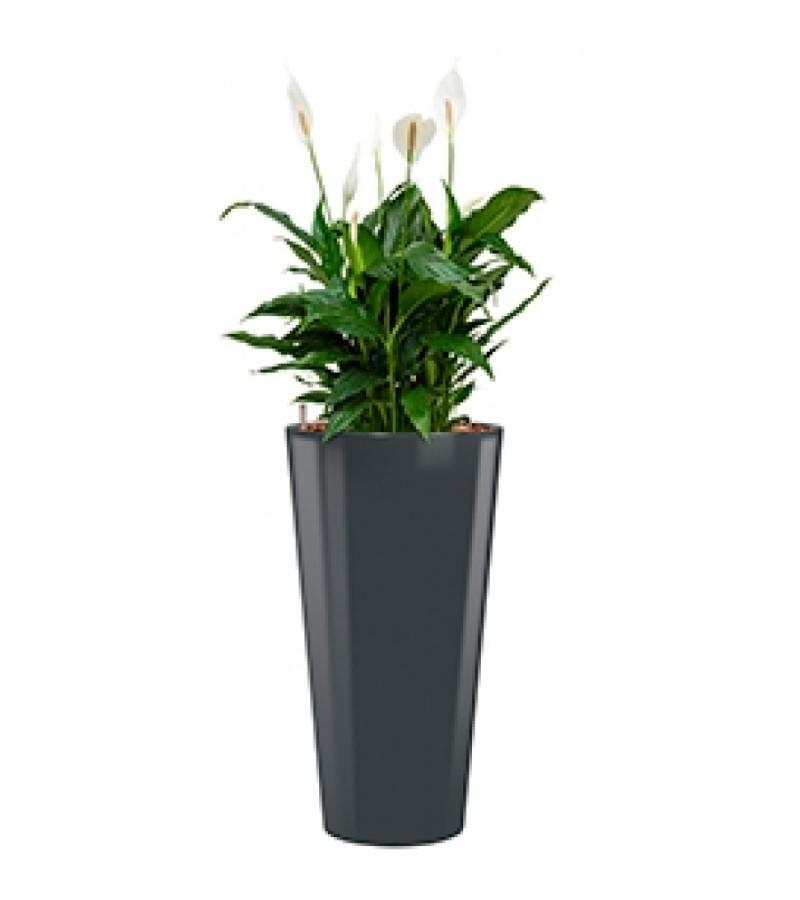 Standard All in 1 Hydrocultuur Spathiphyllum mont blanc rond antraciet