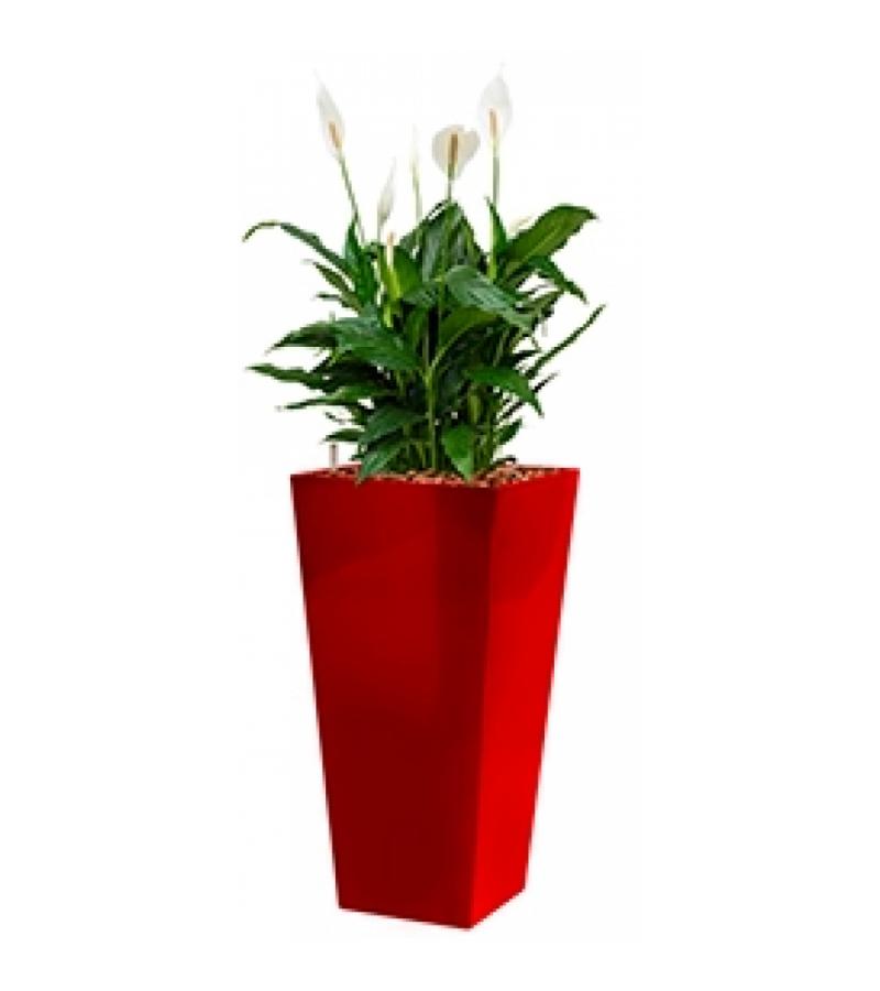 Standard All in 1 Hydrocultuur Spathiphyllum mont blanc vierkant rood