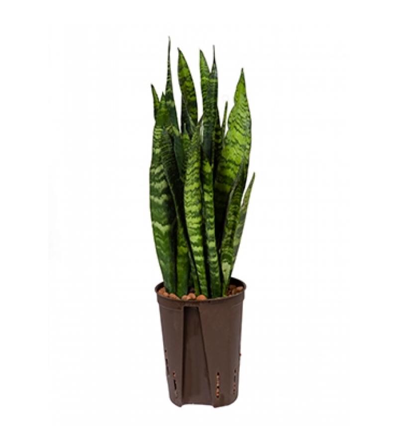 Sansevieria coral black XS hydrocultuur plant