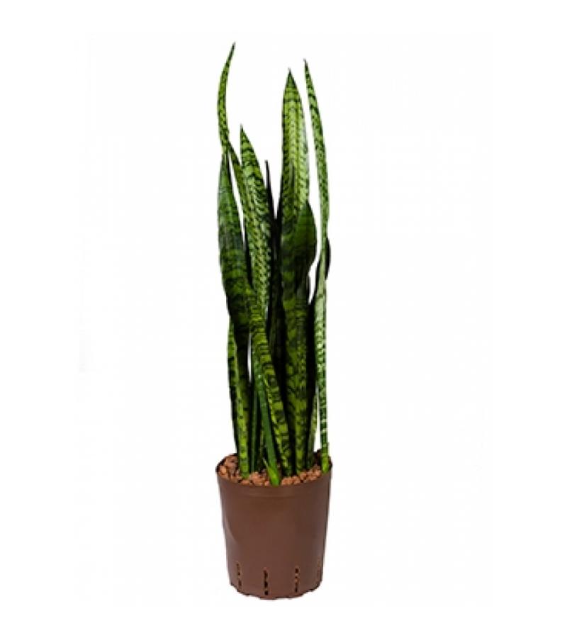 Sansevieria coral black S hydrocultuur plant