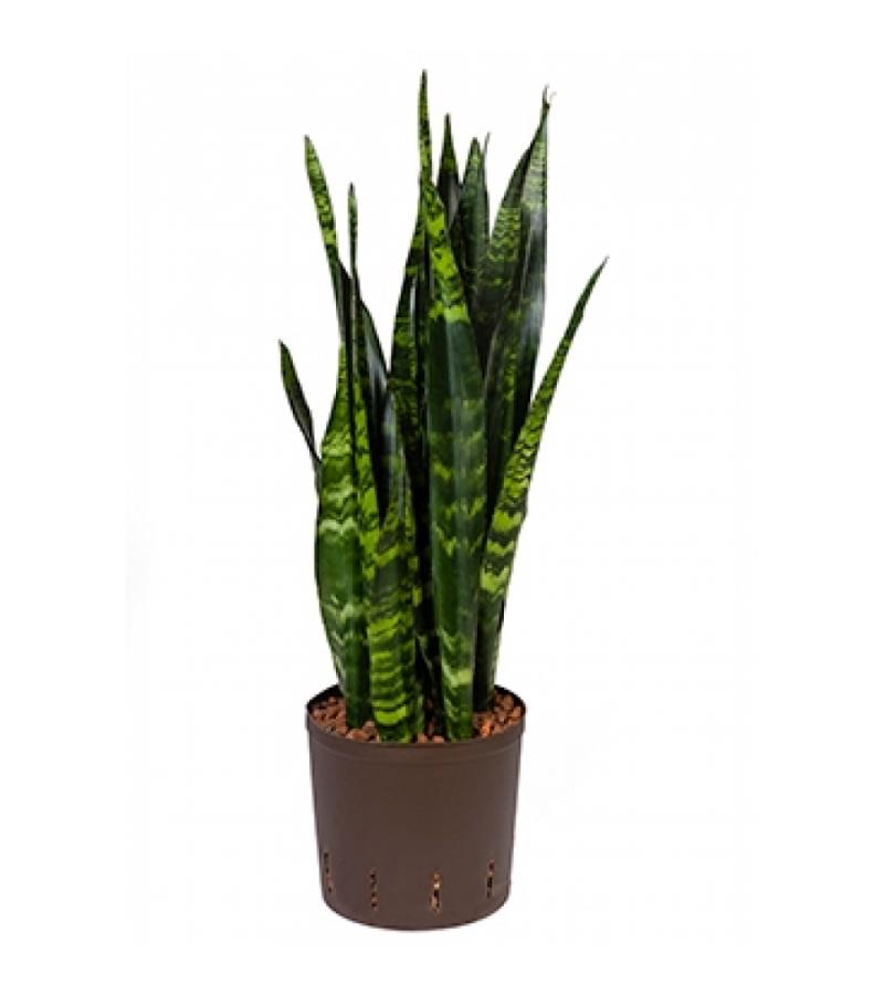 Sansevieria coral black M hydrocultuur plant