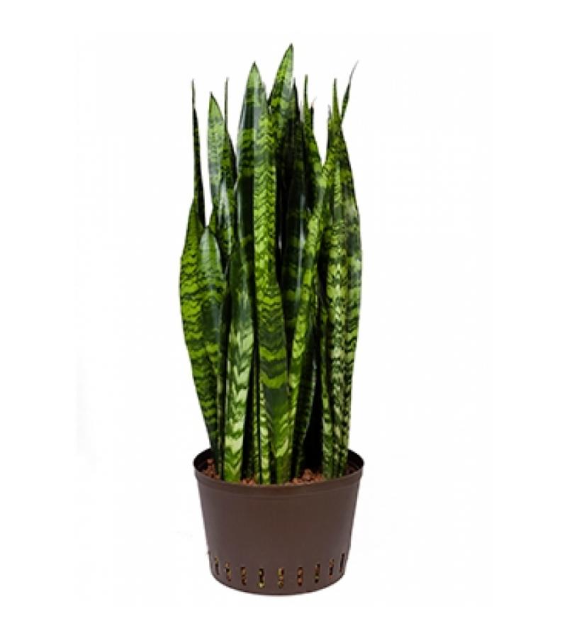 Sansevieria coral black XL hydrocultuur plant