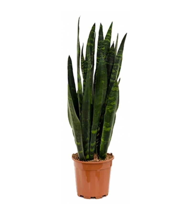 Sansevieria coral black XS kamerplant