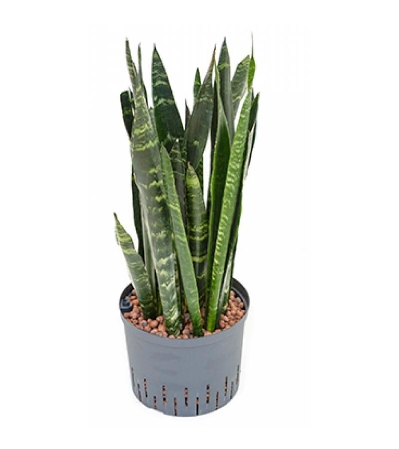 Sansevieria coral black L hydrocultuur plant