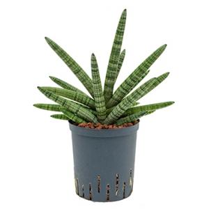 Dagaanbieding - Sansevieria cylindrica boncel hydrocultuur plant dagelijkse koopjes