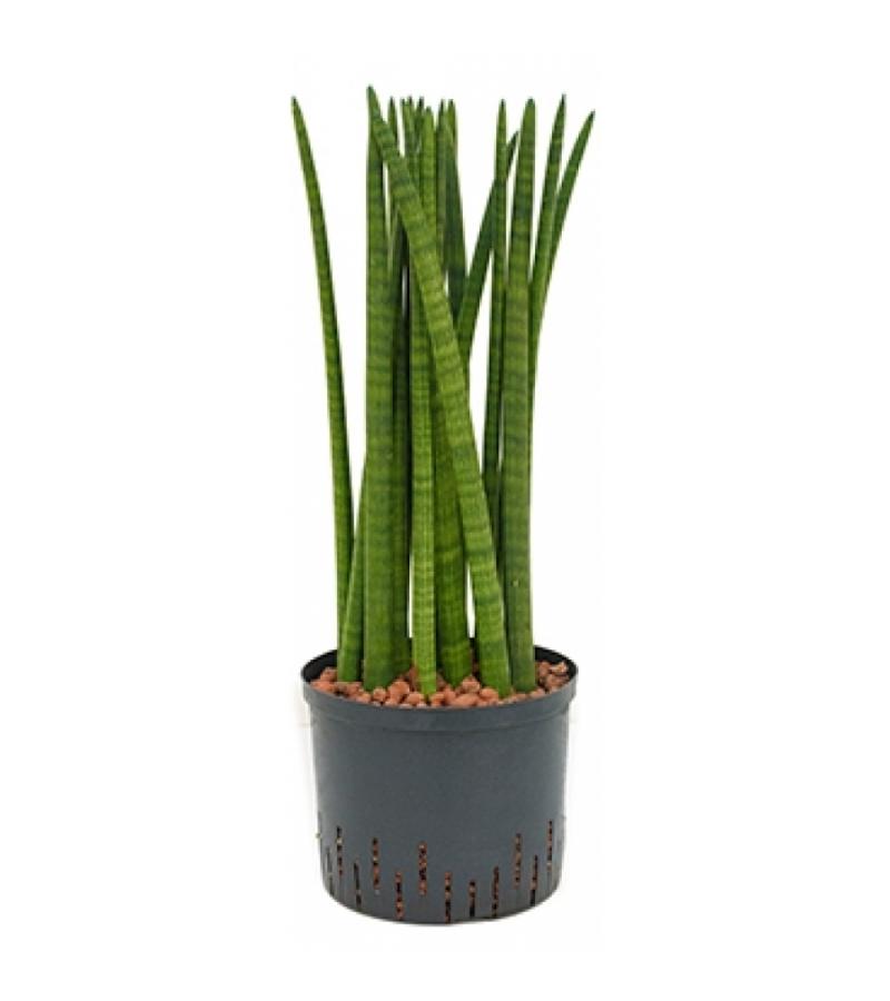 Sansevieria cylindrica straight M hydrocultuur plant