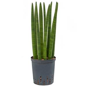 Sansevieria cylindrica straight S hydrocultuur plant