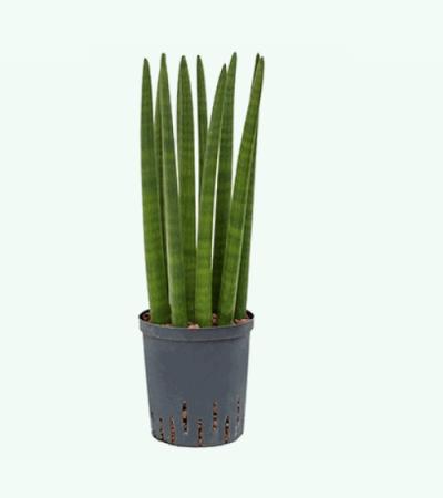 Sansevieria cylindrica straight S hydrocultuur plant