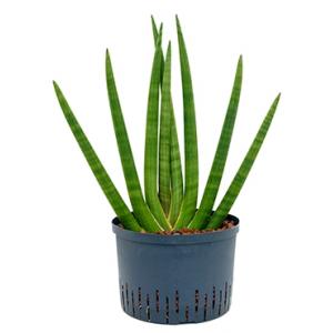 Dagaanbieding - Sansevieria cylindrica sunshine L hydrocultuur plant dagelijkse aanbiedingen