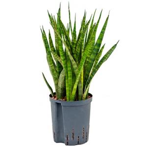 Sansevieria kirkii M hydrocultuur plant