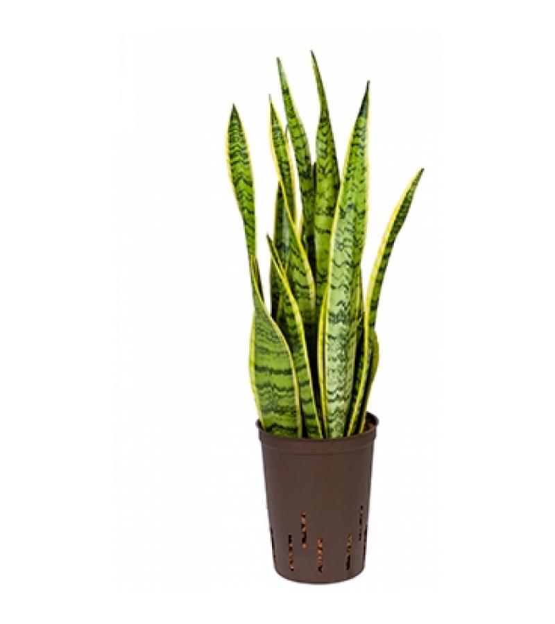 Sansevieria laurentii XS hydrocultuur plant