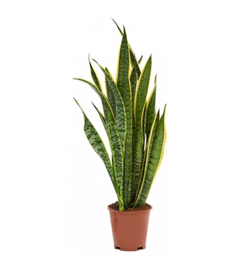 Sansevieria laurentii XS kamerplant