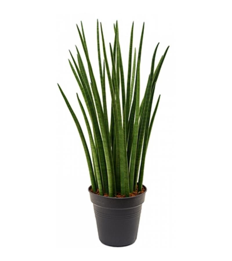 Sansevieria spikes XL kamerplant