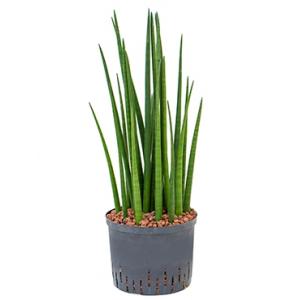 Sansevieria spikes XL hydrocultuur plant