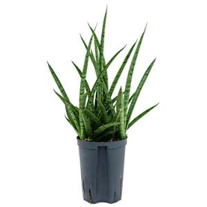 Sansevieria spikes marmoratus hydrocultuur plant
