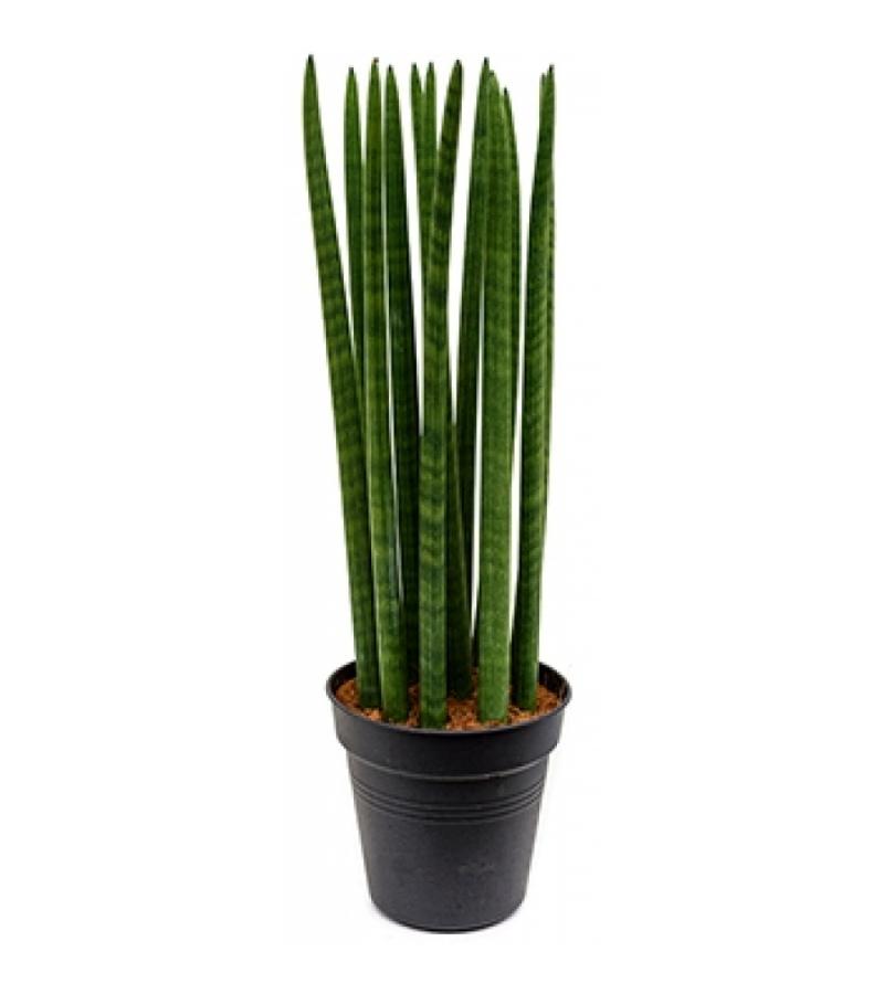 Sansevieria straight M kamerplant