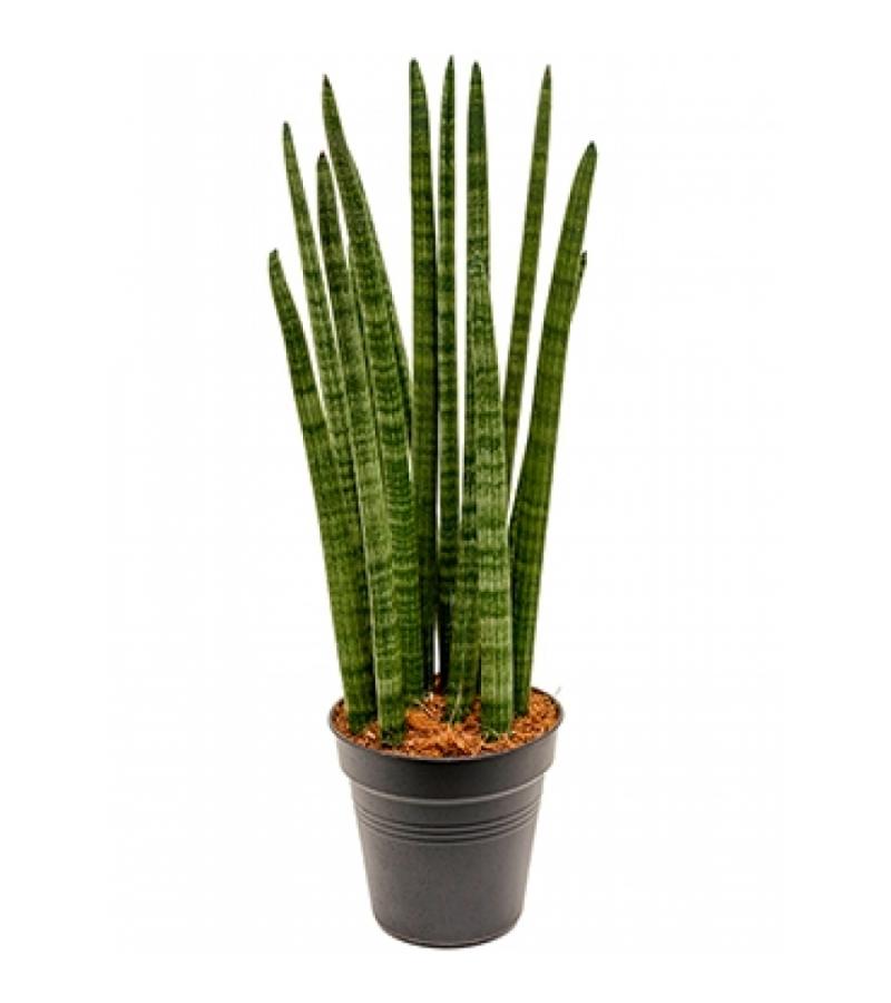 Sansevieria tower M kamerplant