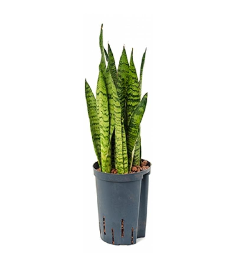 Sansevieria zeylanica S hydrocultuur plant