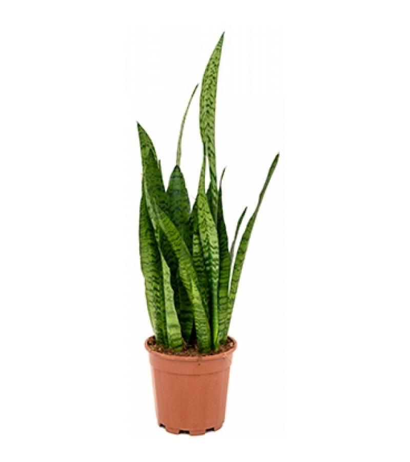 Sansevieria zeylanica milas
