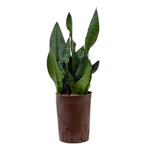 Sansevieria zeylanica compacta hydrocultuur plant