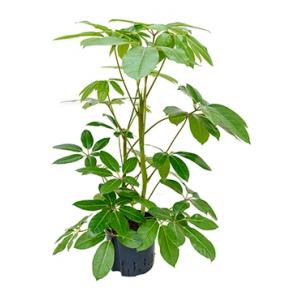 Schefflera amate M hydrocultuur plant