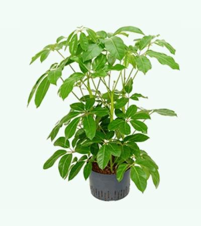 Schefflera amate XL hydrocultuur plant