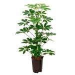 Schefflera arboricola 2pp hydrocultuur plant