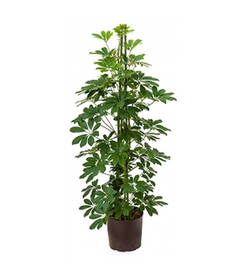 Schefflera arboricola 3pp hydrocultuur plant