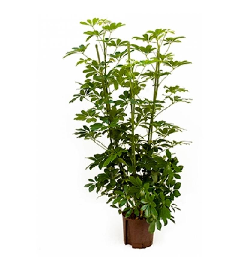 Schefflera arboricola 4pp hydrocultuur plant