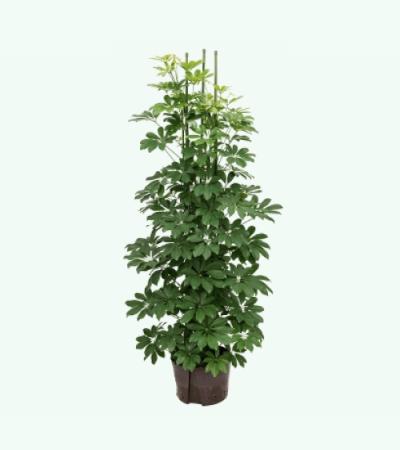 Schefflera arboricola 6pp hydrocultuur plant