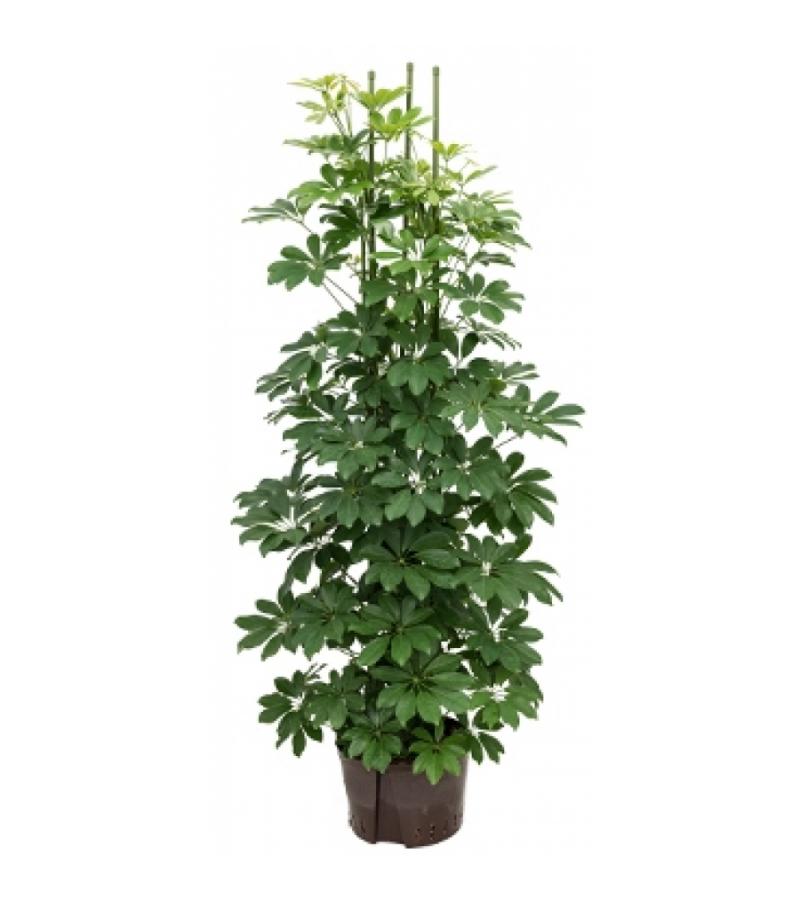 Schefflera arboricola 6pp hydrocultuur plant