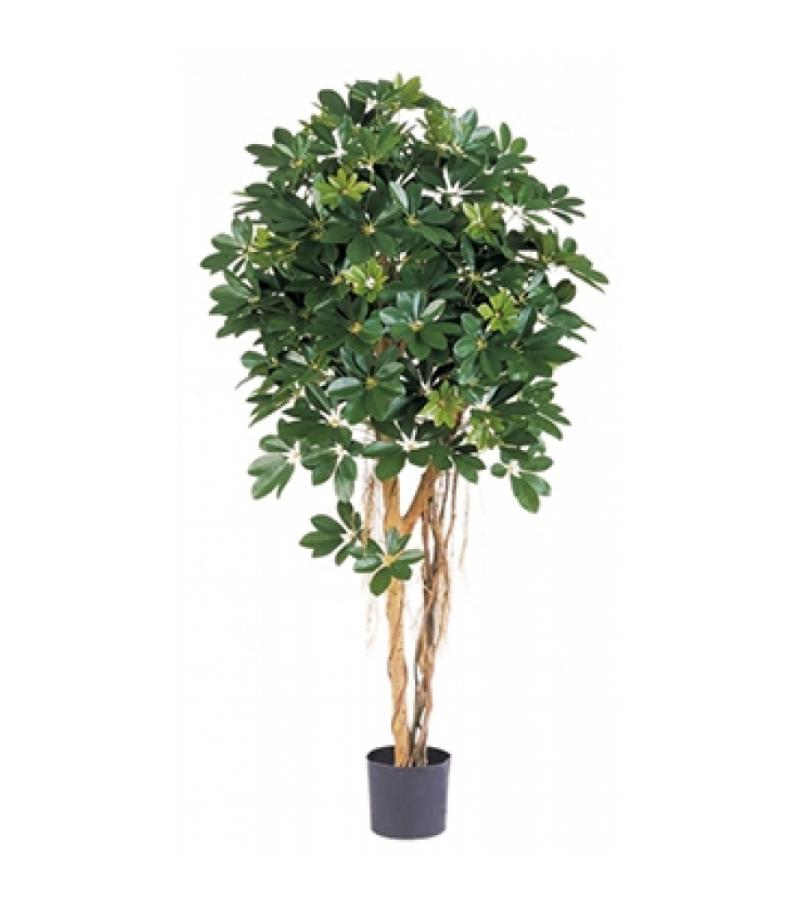 Kunstplant Schefflera arboricola L