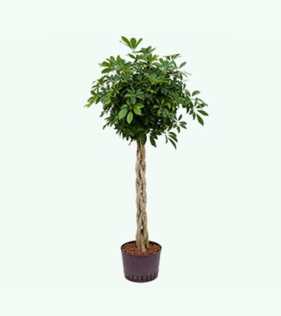 Schefflera arboricola gevlochten L hydrocultuur plant