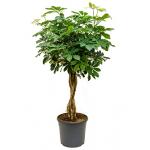 Schefflera arboricola gevlochten kamerplant