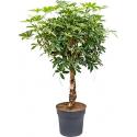 Schefflera arboricola stam kamerplant