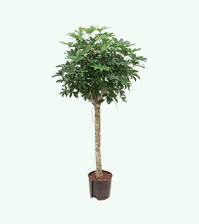 Schefflera arboricola stam M hydrocultuur plant