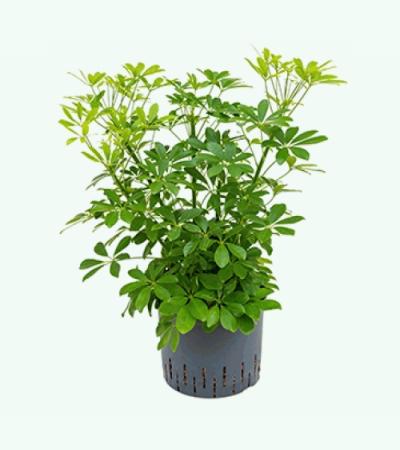 Schefflera arboricola bush hydrocultuur plant