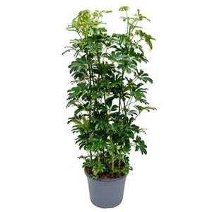 Dagaanbieding - Schefflera arboricola toef L kamerplant dagelijkse aanbiedingen