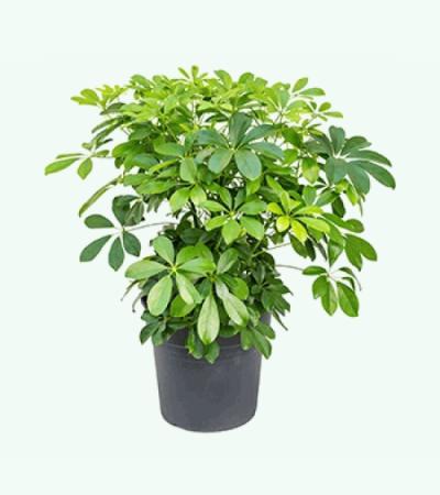 Schefflera arboricola S kamerplant