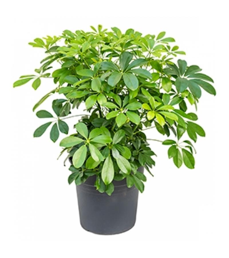 Schefflera arboricola S kamerplant