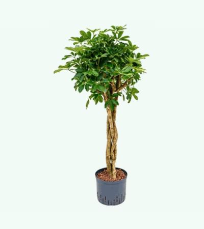 Schefflera arboricola gevlochten S hydrocultuur plant