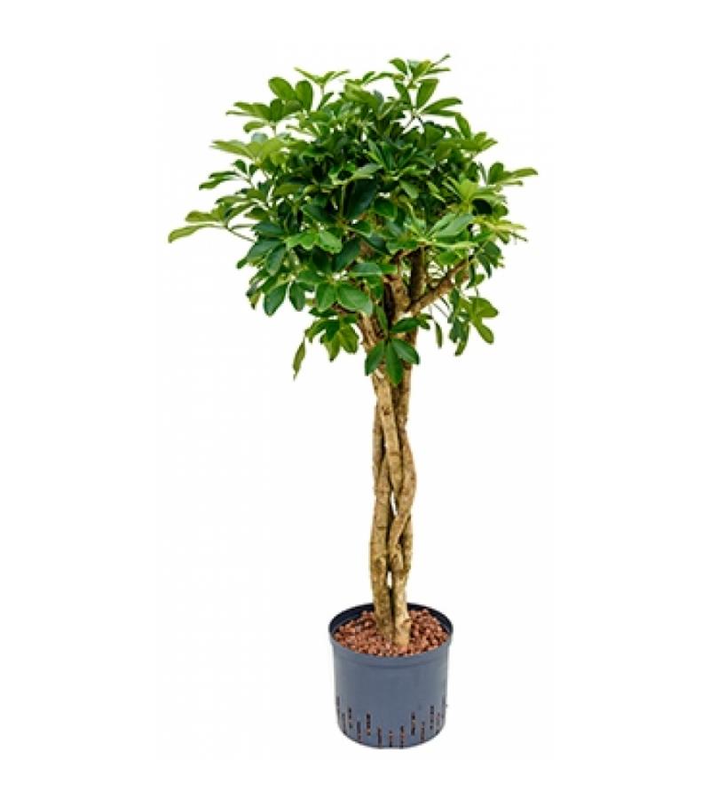 Schefflera arboricola gevlochten S hydrocultuur plant
