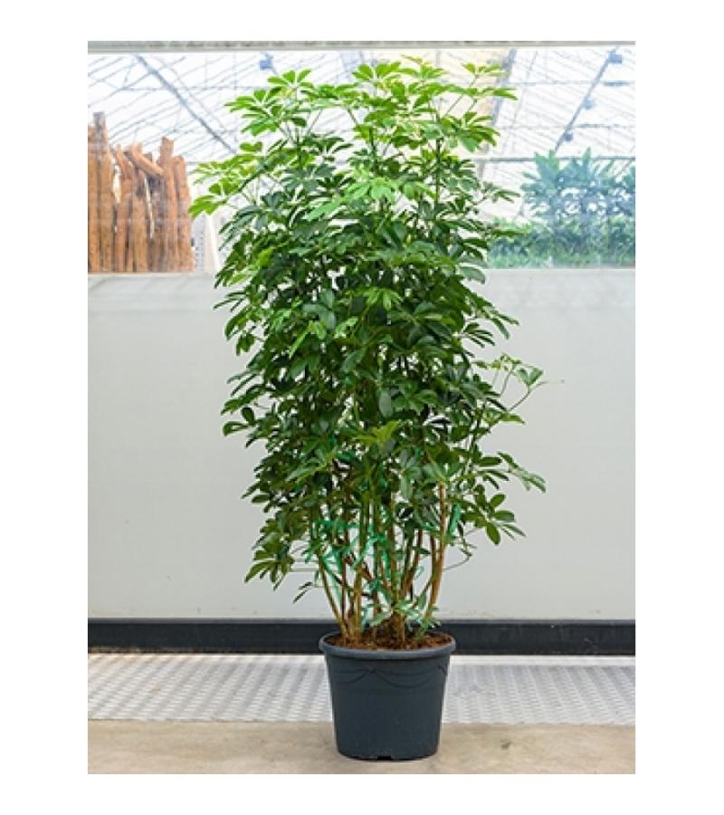 Schefflera arboricola XL kamerplant